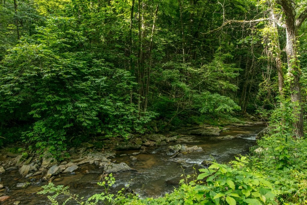 Just across the road from Asheville Cabin Overlooking Noisy Stream