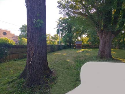 Large trees in the yard of this historic log cabin.