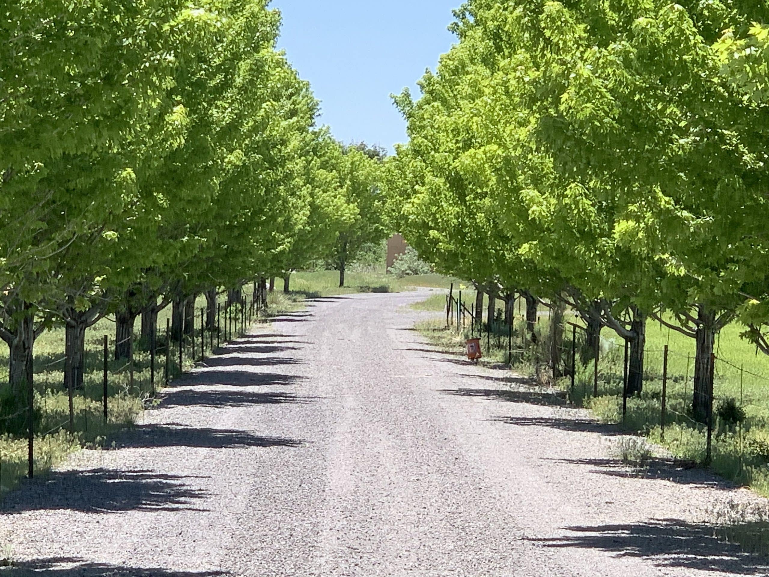 Tree-lined drive leading to the private Colorado Bunker Home