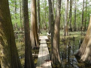 Boardwalk reaching across the water at Bayou Magic