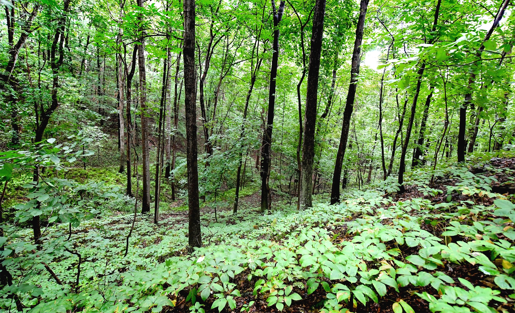 Fern covered woods surround Shady Oak Log Cottage