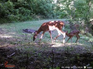 Doe and fawn on the Ozarks 46 Acre Farm property.